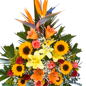 Cumbre Tropical de Girasoles